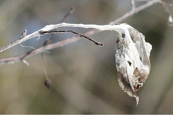 web of browntail moth
