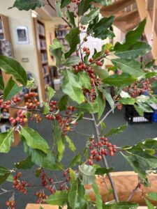 IPhoto of Autumn Olive